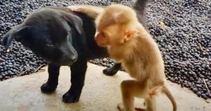 Tiny Monkey Has Wholesome Friendship With Adorable Pups
