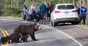Verkeer op drukke weg staat volledig stil - om mama grizzlybeer en haar welpen over te laten steken