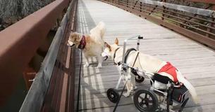 Disabled Dog Abandoned On Streets With Diapers And Note Later Lives Dream Life