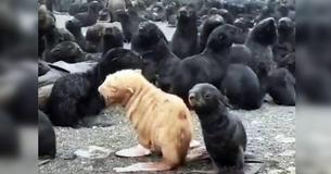 Extremely Rare Ginger Seal Pup May Need To Be Rescued As Other Seals Are Rejecting It