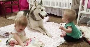 Adorable Massive Husky Plays With Toddler Twin Siblings