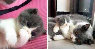 Baby Kitten Wants To Avoid Bath From Mom So She Tries To Hide Away