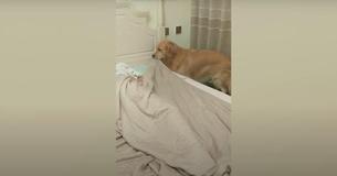 Golden Retriever Tucks Human Into Bed And Switches Off Light After She Drifts To Sleep
