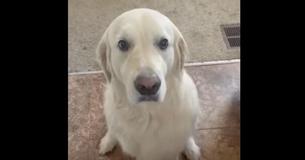 Hund entschuldigt sich bei seinem Frauchen für seine Untat und bringt Millionen Herzen zum Schmelzen