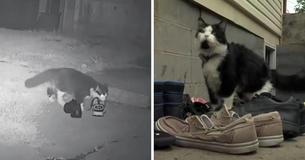 Cat Travels Up To 7 Miles Every Night To Steal Neighbor’s Shoes, The Owner Uses Social Media To Return Shoes