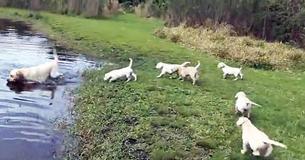 Labrador Puppies Receive Swimming Lesson, Including A Landlubber Or Two