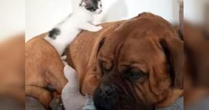 Tiny Kitten Obsessed With Her Gentle 135lb Mastiff Brother