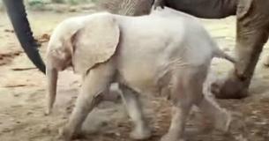 Orphaned Albino Elephant Takes First Stroll With New Family