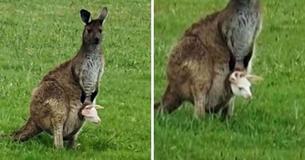 Kangaroo Gives Birth To An Albino Baby That Looks Exactly Like His Dad