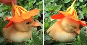 Soul-Healing Video Of Tiny Duck Falling Asleep With Flower Hat On Its Head