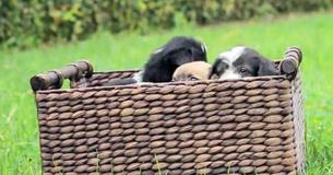 Rescued Puppies Walk On Grass For First Time