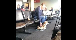 Therapiehund läuft am Flughafen zu einem Fremden