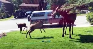 Moose Family Sees A Sprinkler