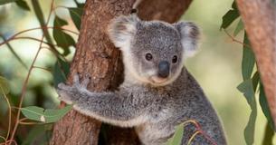 Baby Koala Has Been Separated From Mother And Alone During Bushfires Before Hero Dog Rescued Him