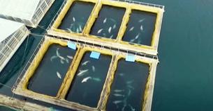 Des images de drones exposent près de 100 baleines détenues en captivité dans des "prisons" sous-marines cachées