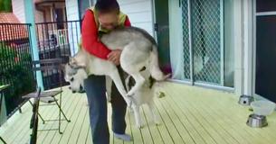 Husky Overjoyed To Meet His Grandma Again After Two Years Apart