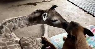 Dog Sweetly Watches Over Abandoned Baby Giraffe