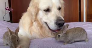 Baby Rabbits Believe Golden Retriever Is Their Mother — He Is Delighted To Take Them In