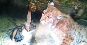 Zwerfkat is het verblijf van de lynx binnengelopen en een bezoeker legde de ontmoeting vast met zijn camera
