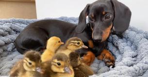 Mama Dachshund Can’t Get Enough Of Five Adorable Baby Ducks