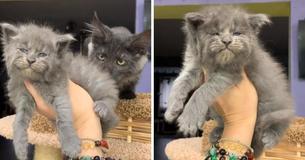 Un lot de chatons Maine Coon ont des visages adorablement grincheux