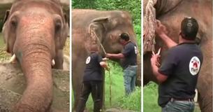 'L'éléphant le plus solitaire du monde', enfermé depuis 35 ans dans un minuscule enclos de zoo, sera enfin libéré après une campagne menée par des militants de la protection des animaux