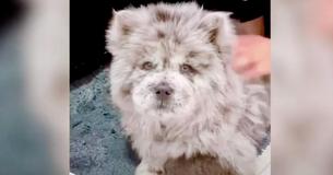 Viewers Are Going Bananas For 'Oreo'-Colored Dog