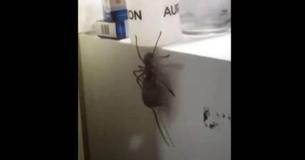 Un homme aperçoit une gigantesque araignée sur le frigo transportant un rat