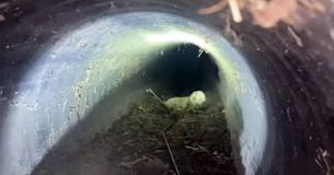 Police Officers And Firefighters Team Up In Order To Rescue Newborn Kittens From Storm Drain