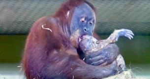 Orang-oetan wordt gefilmd tijdens de bevalling en ze laat trots haar pasgeboren baby zien