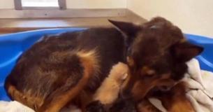Rescue Dog Adopts Kittens Following Tragic Death Of Her Own Puppies