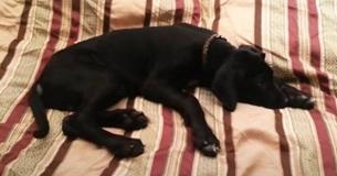 Dog Woken Up At 3:30 AM – His Reaction Has Internet Folding With Laughter