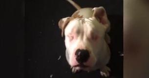 Adorable Pitbull Brings Owner Out Of Her Shell Despite Being Blind