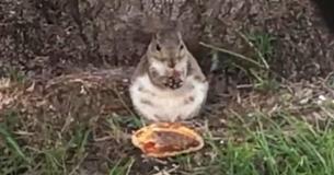 Plus-Size Squirrel Recorded Enjoying Fast Food Restaurant's Cheeseburger