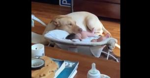 Dog And Baby Are BFFs And It's The Cutest Sight