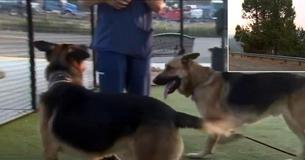 Two German Shepherds Dumped In Mountains Survive Two Weeks Before Heroes Carry Out Monumental Rescue