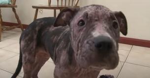 Sick Dog Wanders Into Fire Station And Found A Band Of Brothers That Would Do Anything To Rescue Her