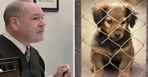 Un juge malin tourne la table sur les abuseurs d'animaux en leur infligeant des peines semblables à celles qu'ils ont commises à l'encontre de leurs propres animaux