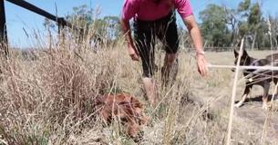 Une maman vache continue de cacher son veau nouveau-né pour le protéger de l'agriculteur