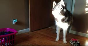La padrona chiede al suo Husky di una scarpa che non riesce a trovare e poi riprende la sua risposta comica
