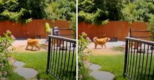 Beveiligingsbeelden laten heroïsche hond zien die vuilnisman naar zijn bejaarde baasje leidt nadat ze gevallen is
