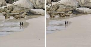 Un couple de pingouins marche ensemble sur la côte maritime en se tenant la main. Les internautes ressentent leur lien
