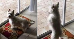 Un chien déménage dans une nouvelle maison et craque complètement en voyant sa cour