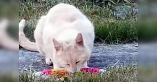 Familie vindt briefje van voormalige huiseigenaren over kat in achtertuin