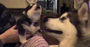 Alaska-malamute pup huilt voor de eerste keer in het bijzijn van z'n moeder