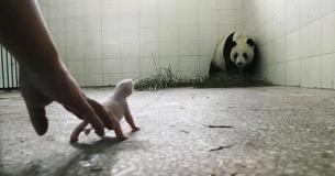 Le personnel du zoo craint que la mère Panda rejette son bébé jusqu'à ce que les caméras capturent le moment où son instinct se manifeste