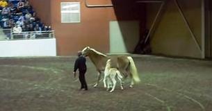 21-Day-Old Foal Sees Crowd And Shows Off