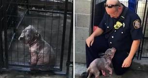 Shelter Puppy Ecstatic As Firefighter Who Rescued Her From Neglect Shows Up To Adopt Her