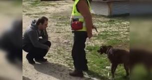 Une chienne perdue depuis longtemps se réjouit en réalisant que l'homme devant lui est son propriétaire