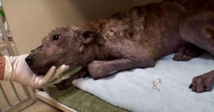 Puppy On His Last Legs Fights To Live After He Is Taken From Shelter